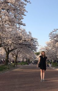 Sakura Blossoms in Japan