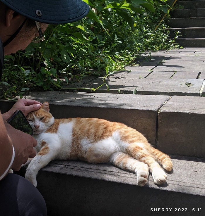 Orange cat outside on the steps at the Zhinan Temple