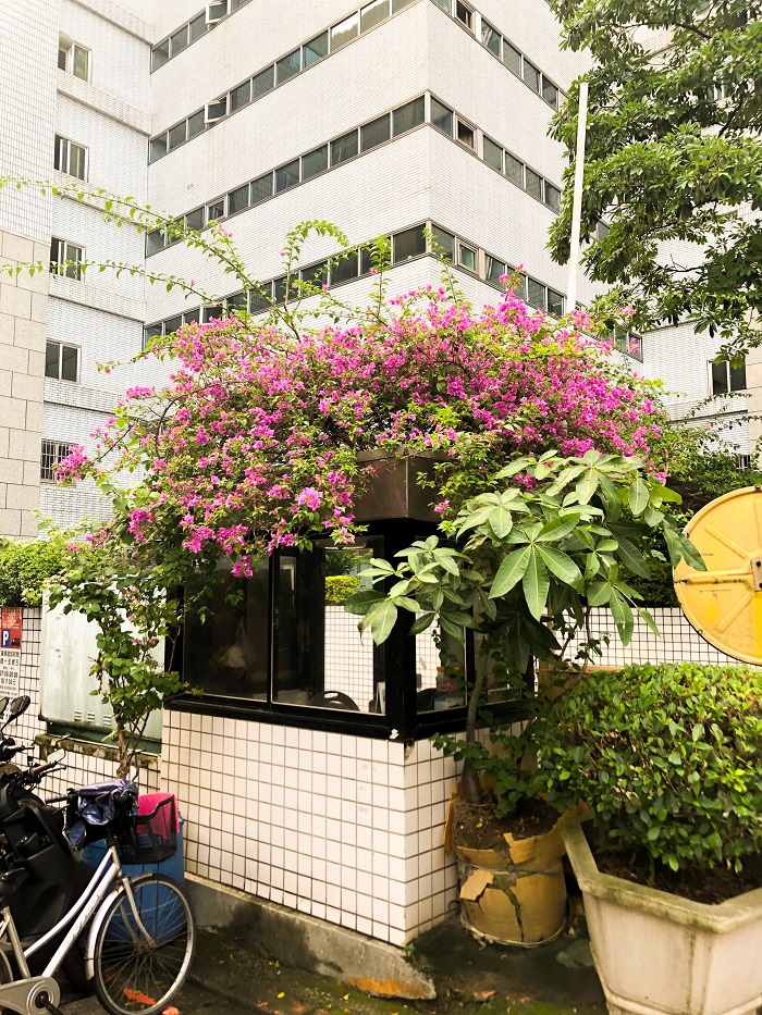 Flowers and other greenery in front of building