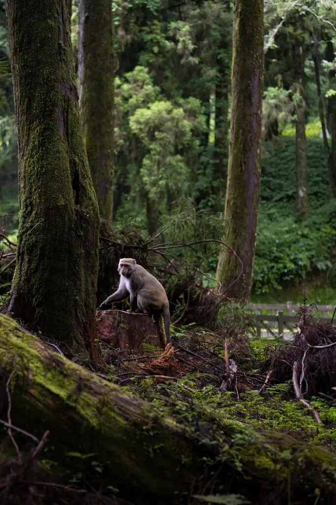 Monkey sitting on a tree stump in the forest