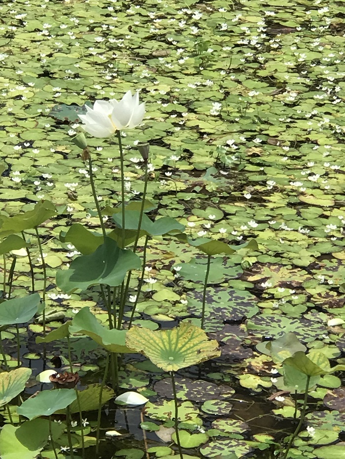white flowers and lily pads growing on surface pf water