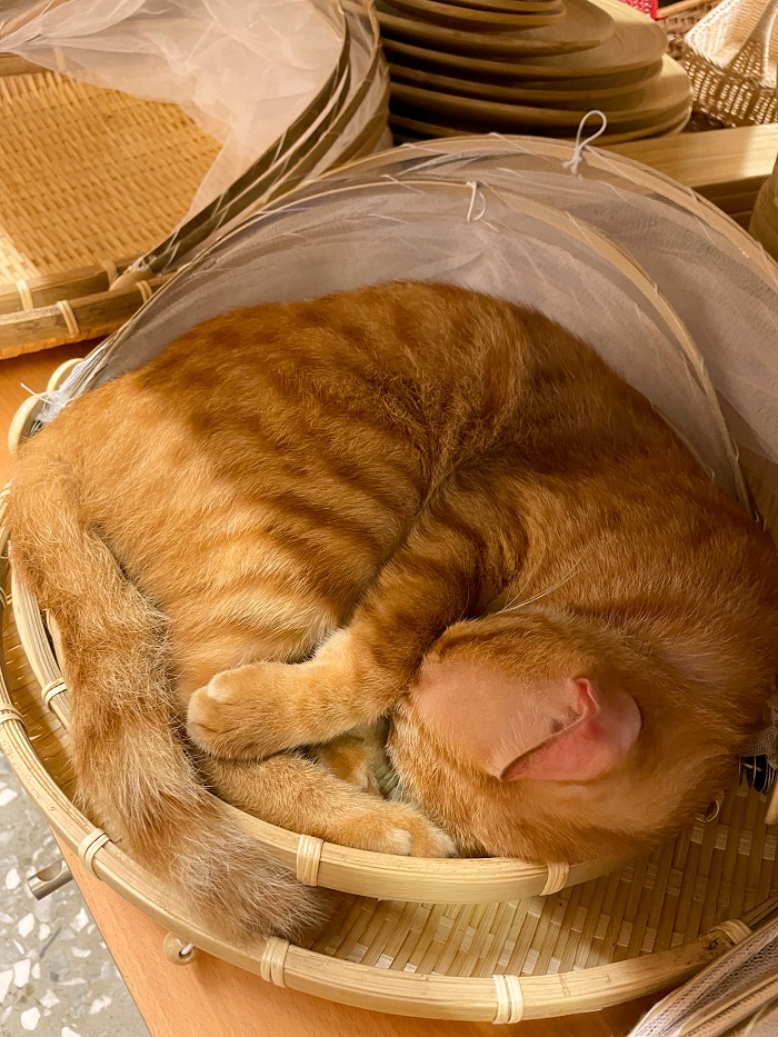 Cat cuddled up into a ball sleeping in a basket