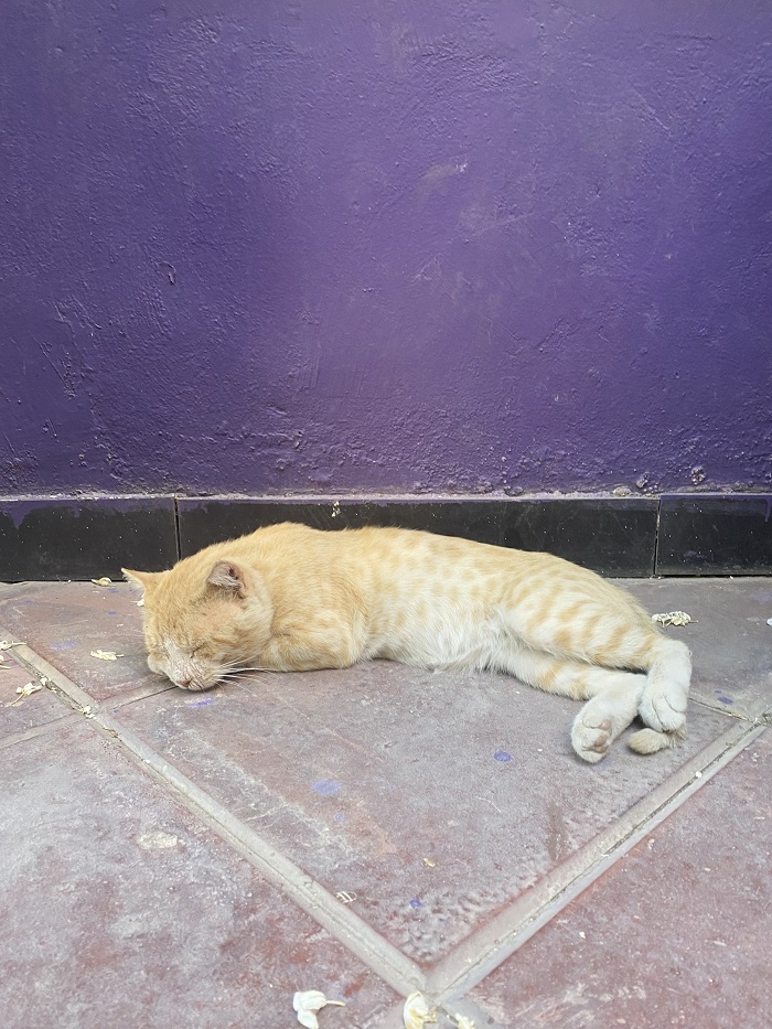 cat sleeping on the street
