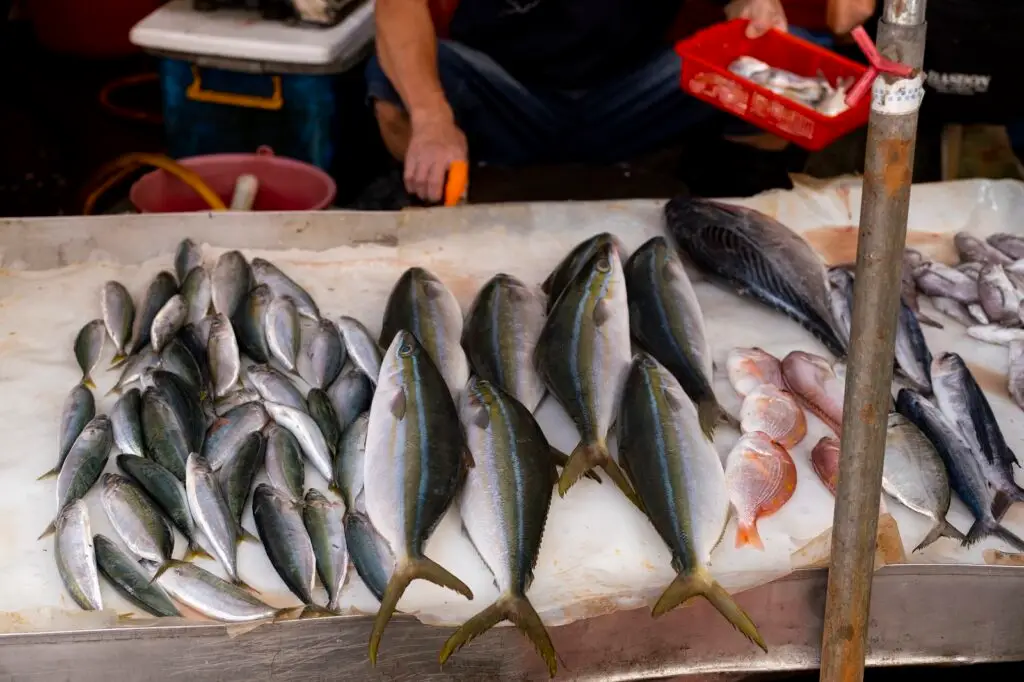 Colorful fish on a bed of ice. The vendor hands are in the background holding more fish in a red basket. 
