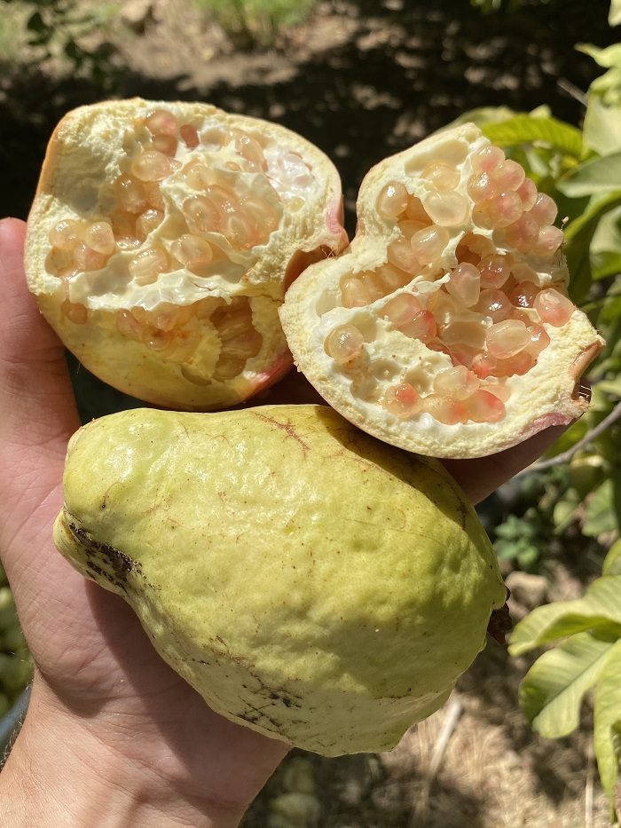 A hand holding two fresh guava fruits, one of them is split open into two halves.