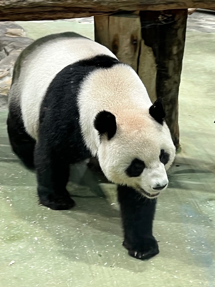 A panda walking at the zoo