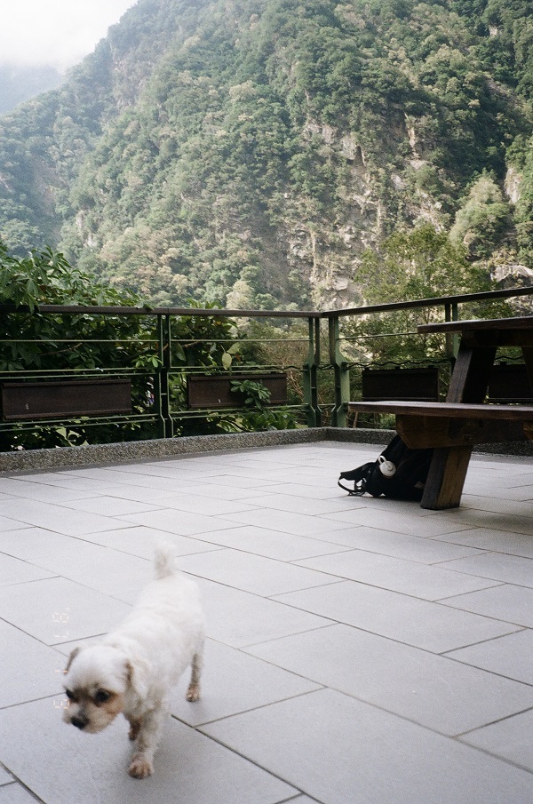 A gray terrace against a backdrop of steep green rock faces and a small dog walking in the foreground.