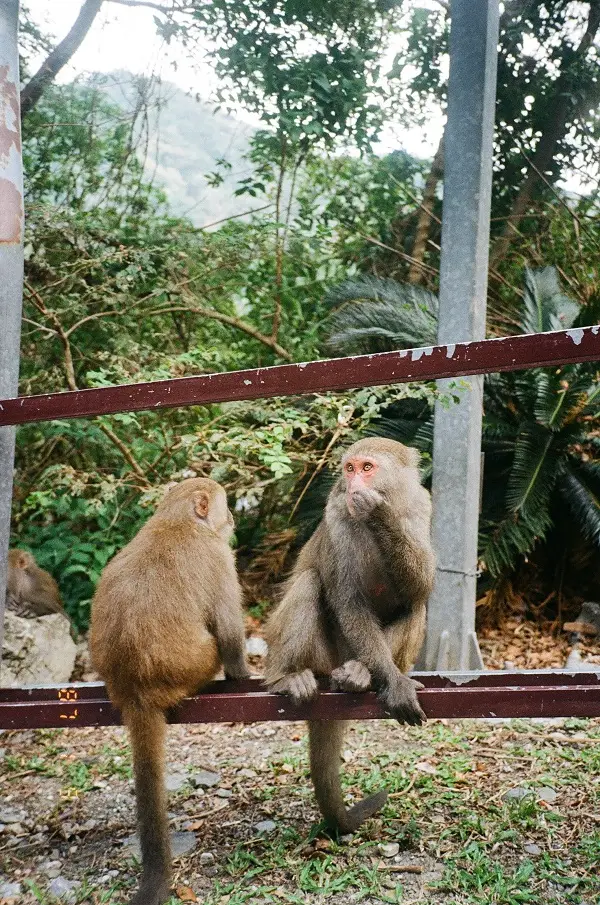 Two monkeys sitting on a brown railing along the Baiyang Trail.
