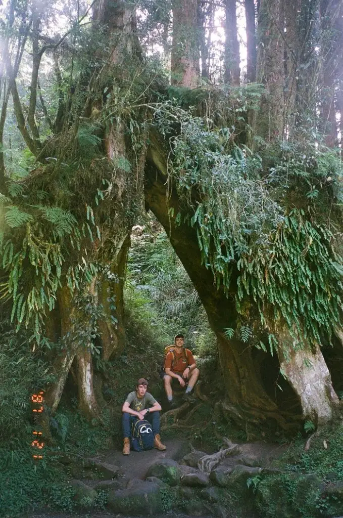 Students sitting under a magical tree arch in Taiwan