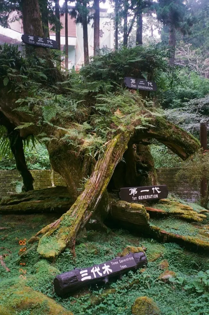 Three different trees growing on top of each other in Taiwan