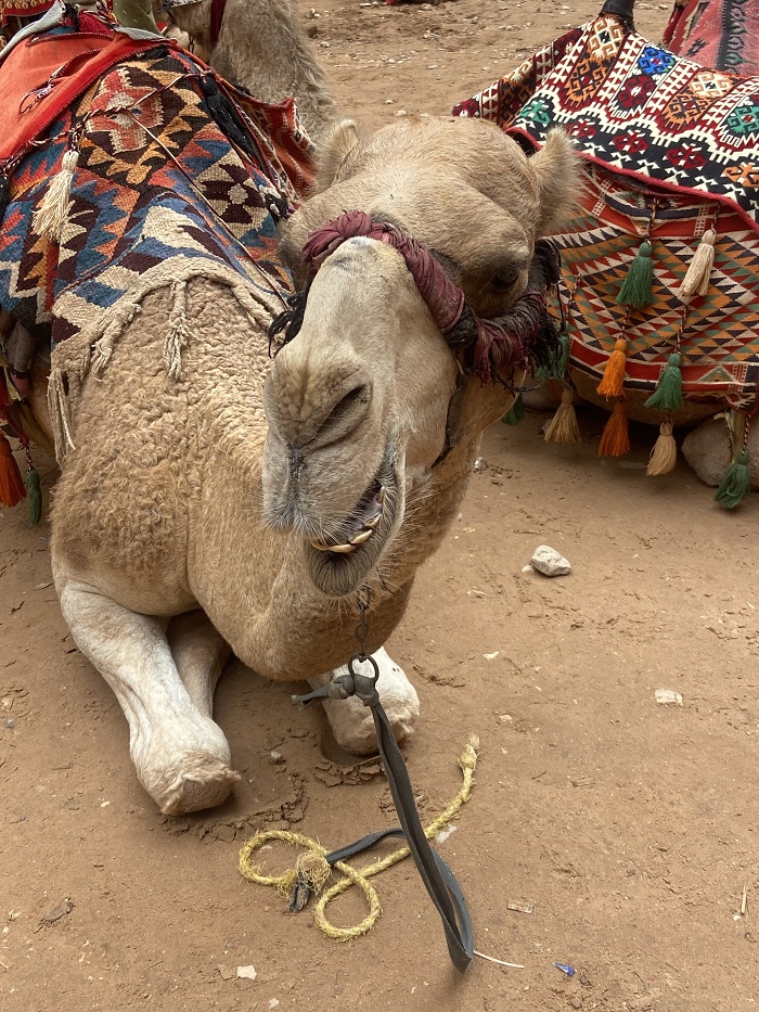 A camel in Jordan sitting with a colorful rug on its back