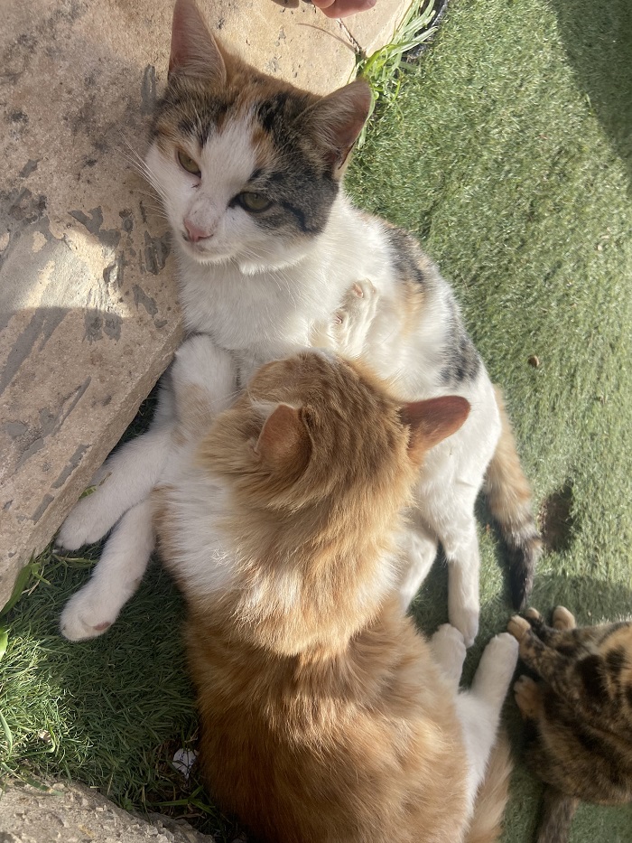 Two cats lying on grass by a street in Jordan