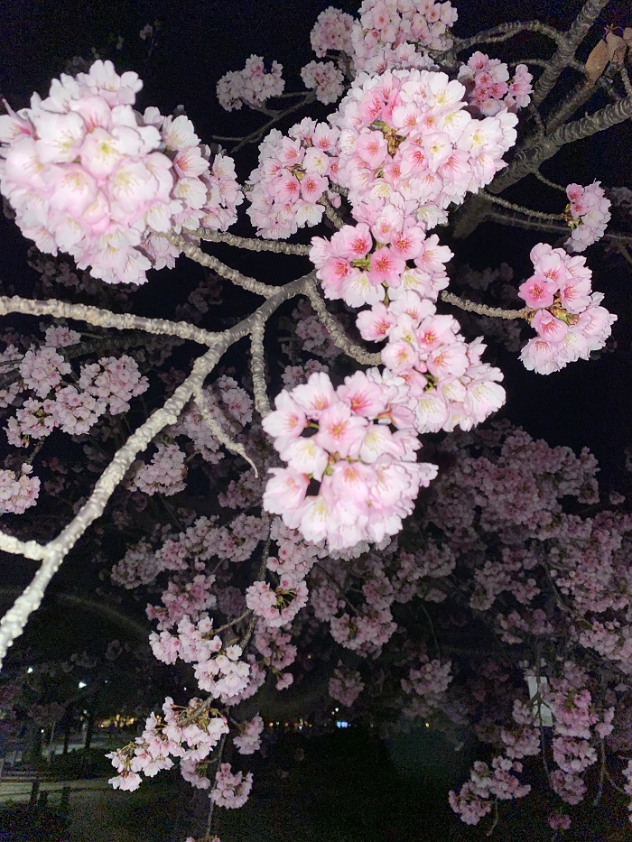 Cherry blossoms on a tree branch blooming in Osaka, Japan at nighttime