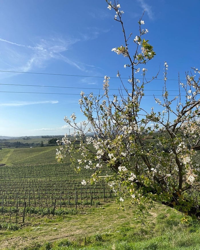 A small tree on the right with white flowers by a large wine vineyard field in Chianti on a blue and cloudless day