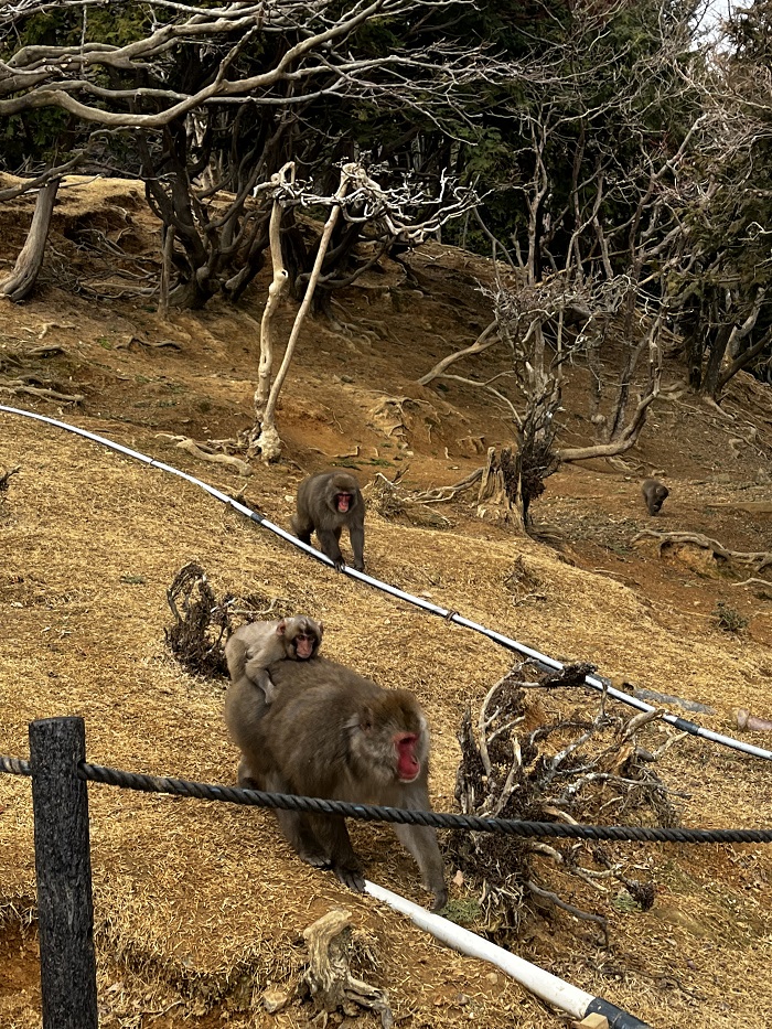 Four brown monkeys with bright red faces on a yellow hill in Arashiyama Monkey Park, Kyoto