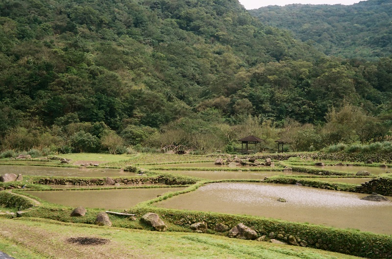 A landscape of rice paddy fields in Taiwan on the mountainside