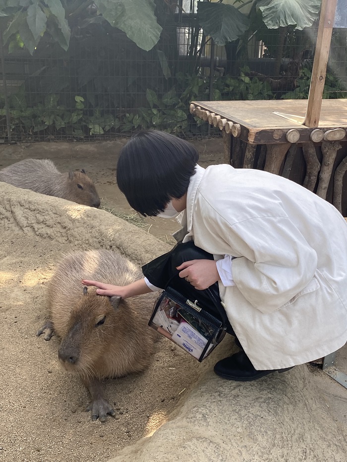 An AICAD in Japan student crouching low while petting a capybara with one hand and holding her purse in the other hand in Animal Kingdom in Kobe