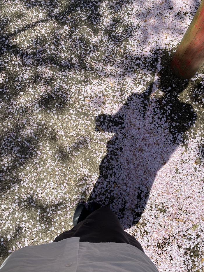 Cherry blossom petals scattered on the street floor of Japan