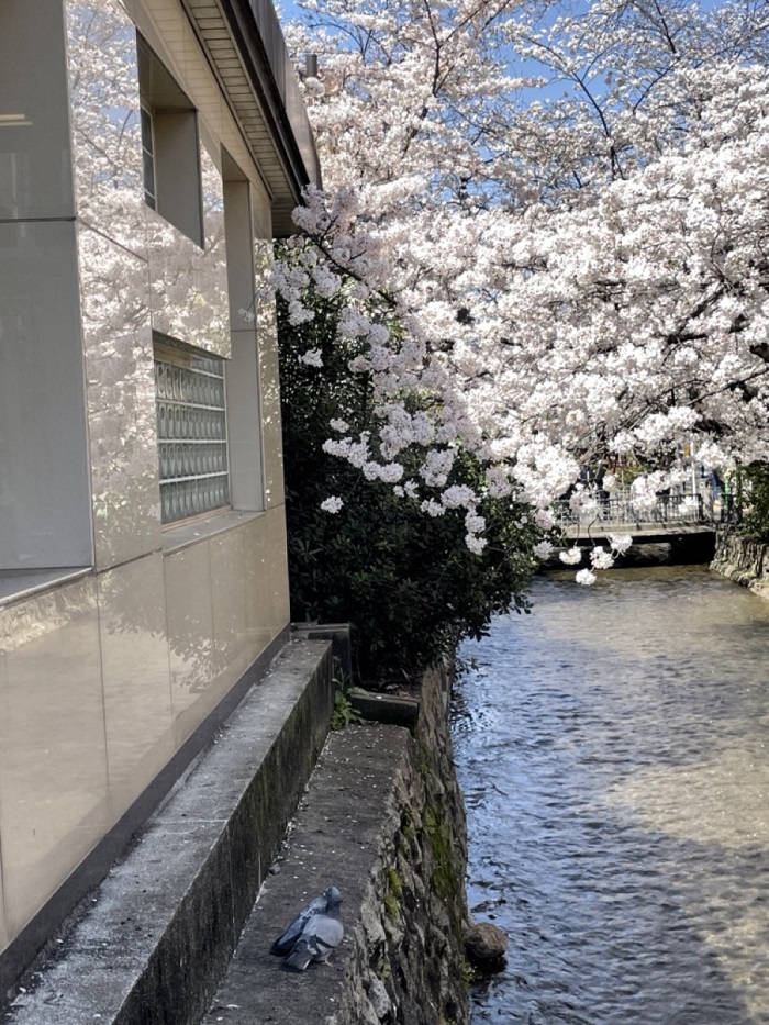 Two pigeons on a ledge near a narrow body of water with cherry blossoms blooming