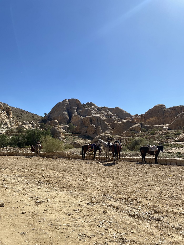 Five horses on asphalt roads by rocks on a cloudless, blue day in Jordan