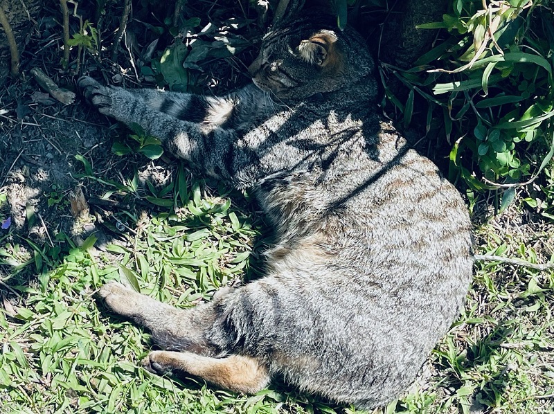 A striped cat from the Houtong Cat Village laying on the grass and stretching it's arms and legs out to the left side