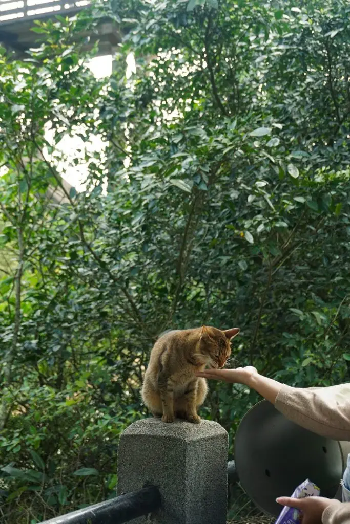 A cat eating food off of a hand in the Houtong Cat Village in Taiwan