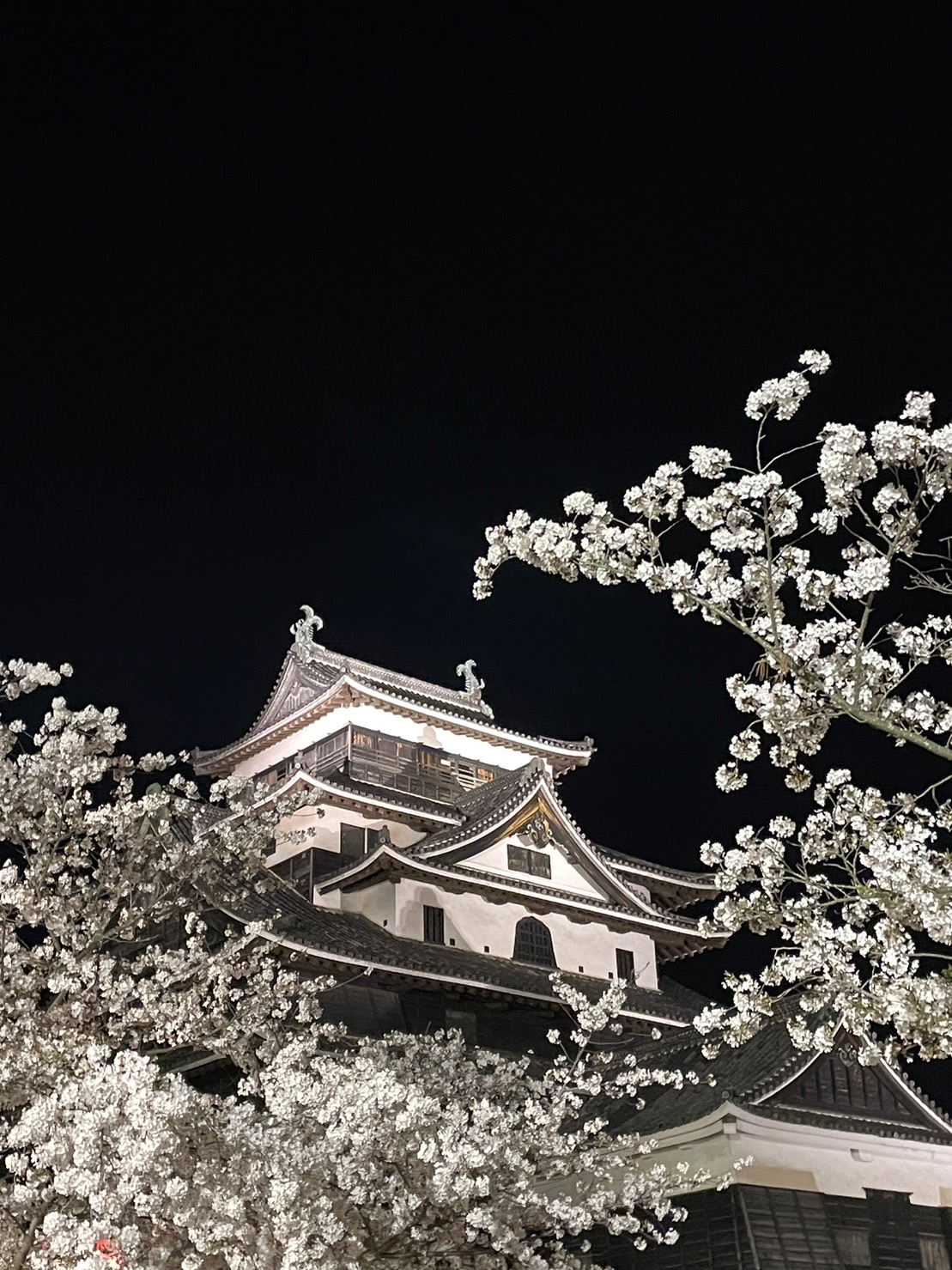 The outside building of the Matsue Castle in Shimane Prefecture at nighttime with cherry blossoms surrounding the building