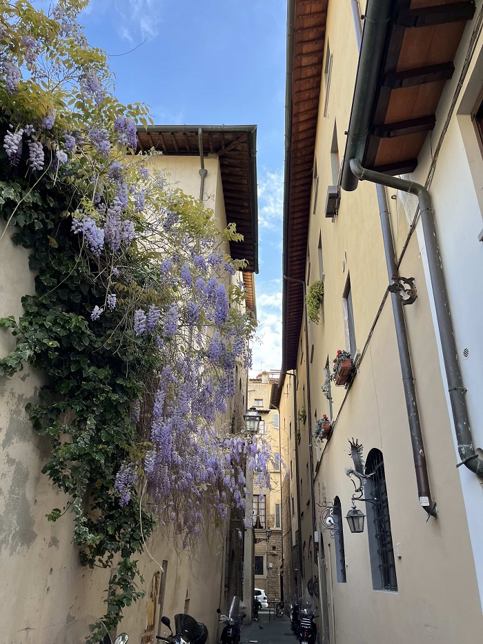 Wisteria flowers hanging off the side of a building in a narrow street in Florence