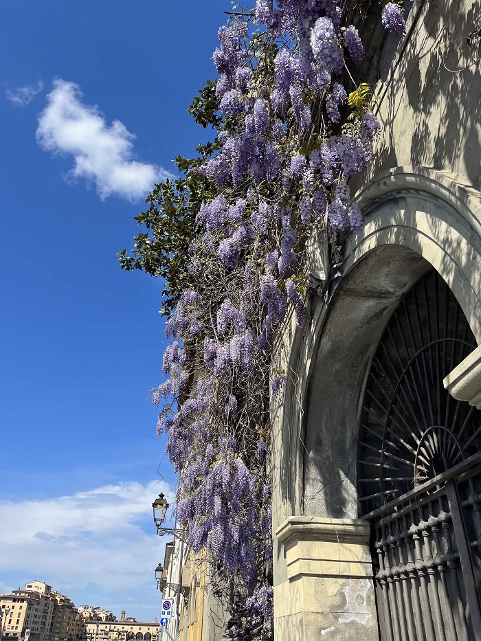 Wisteria flowers hanging off the side of a building in Florence