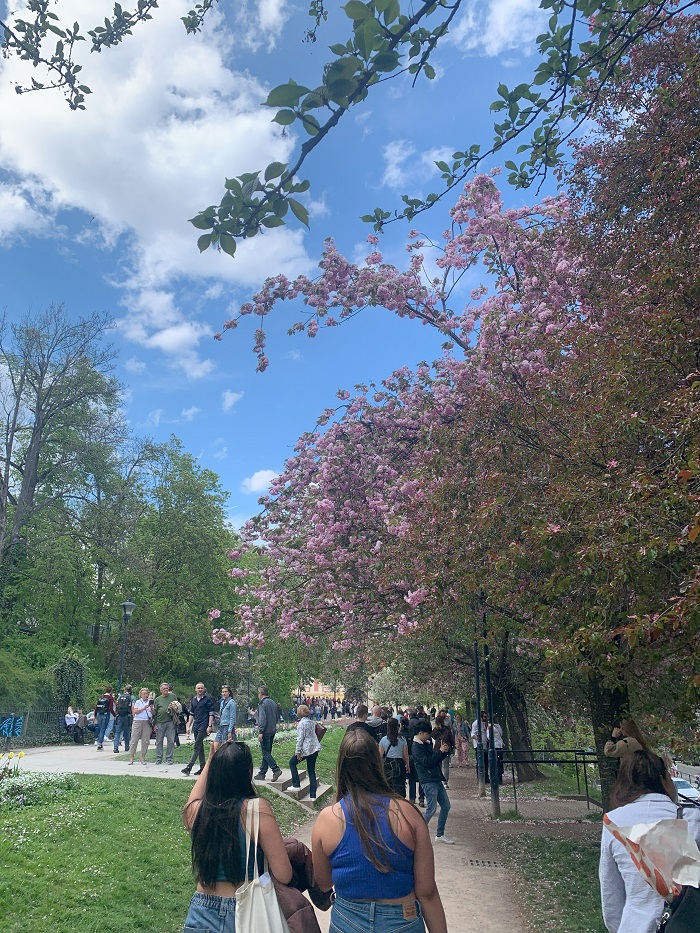 People walking under cherry blossoms in Petřín