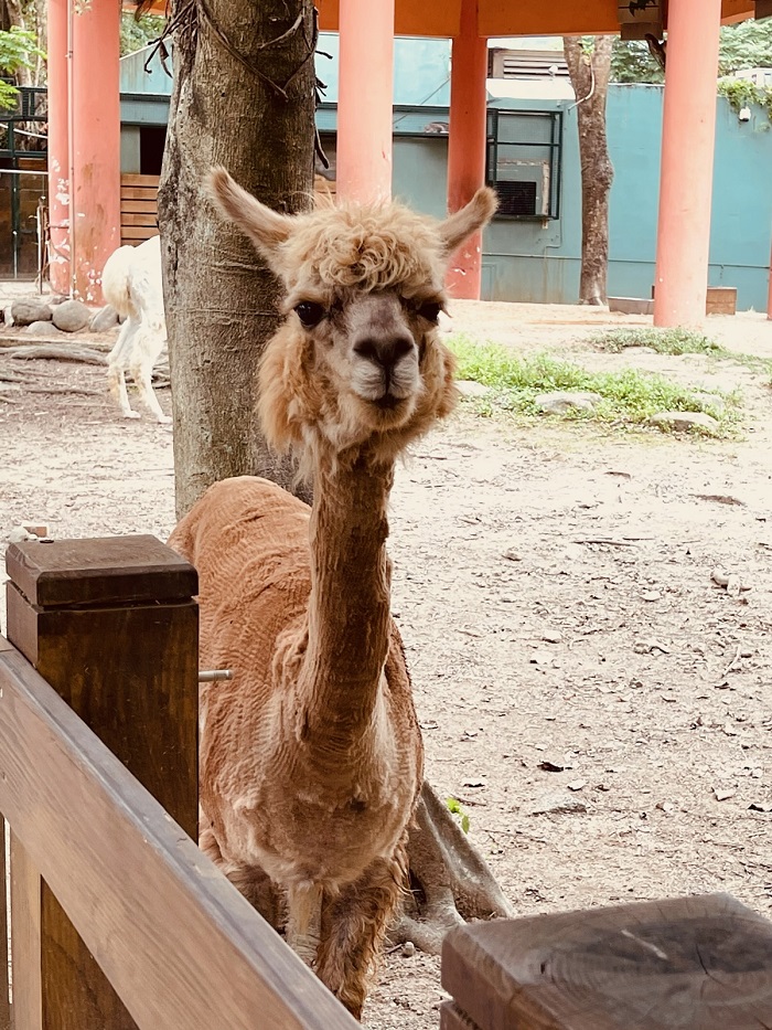 A close-up of a llama standing by a fence at Taipei Zoo 