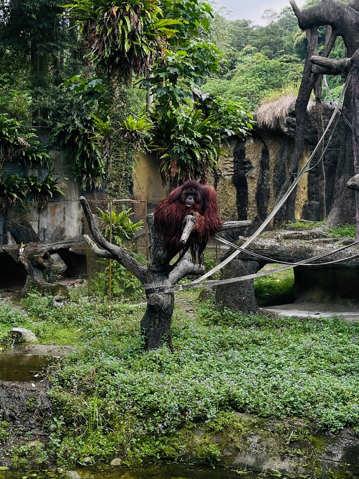 A monkey in a tree surrounded by greenery in Taipei Zoo 