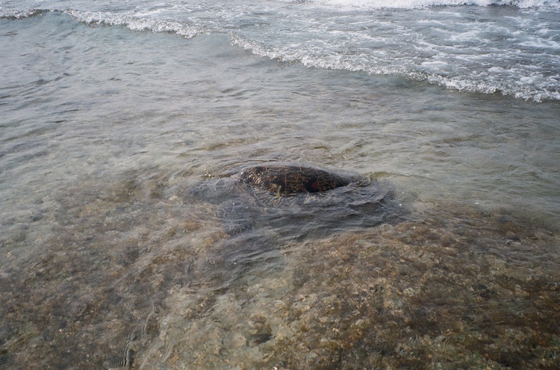 A sea turtle near the shore as the tide came in at Beauty Beach in Taiwan