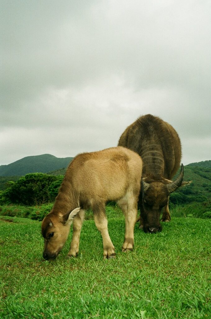 Two water buffalos eating grass on top of Qingtiangang Grassland in Yangmingshan National Park