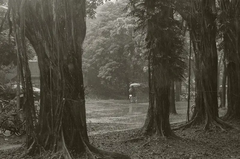 Trees framing a person riding a bike while holding an umbrella on a street in Taiwan