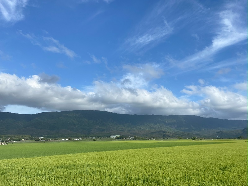 Wide landscape of the green and plush rice fields in Hualien on a partly cloudy day