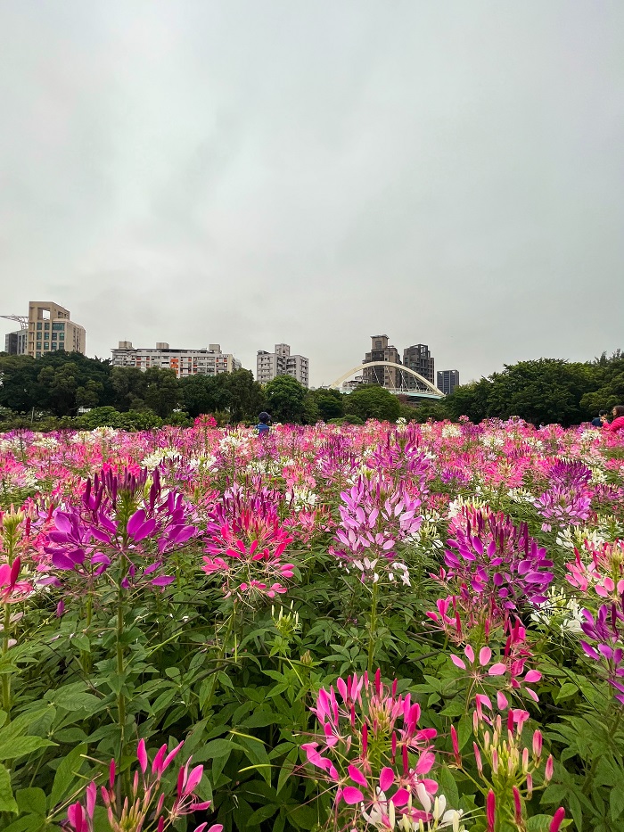 A field of flowers bloomed at the Taipei Hakka Cultural Park