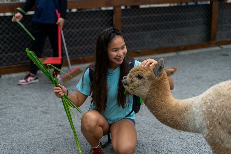 CET Taiwan students holdings grass in one hand and petting an alpaca with her other hand