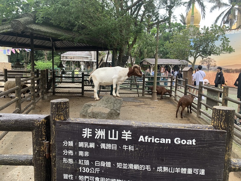 An African goat standing on top of a rock in the Leofoo Theme Park in Taiwan