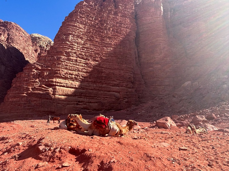 Camels resting under the sun in Wadi Rum