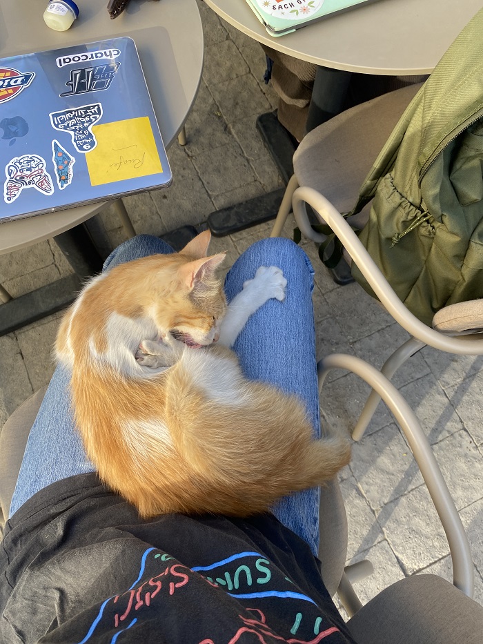 A cat snuggled on the lap of the photographer studying in a Starbucks café in Jordan