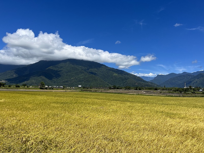 A yellow field of rice just before harvest on a partly cloudy day