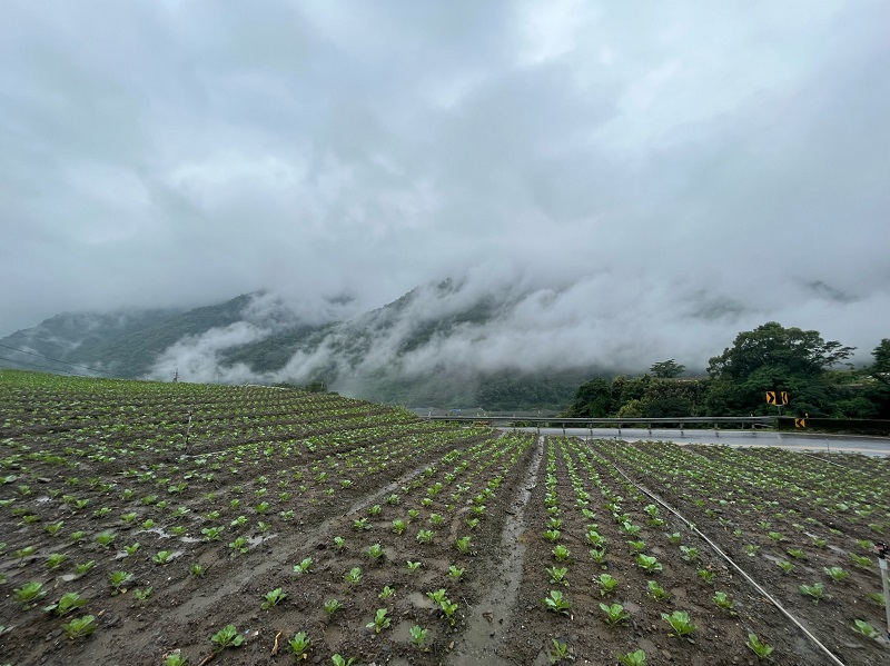 A cabbage farm on Yaba's Mountain in Taiwan on a foggy day