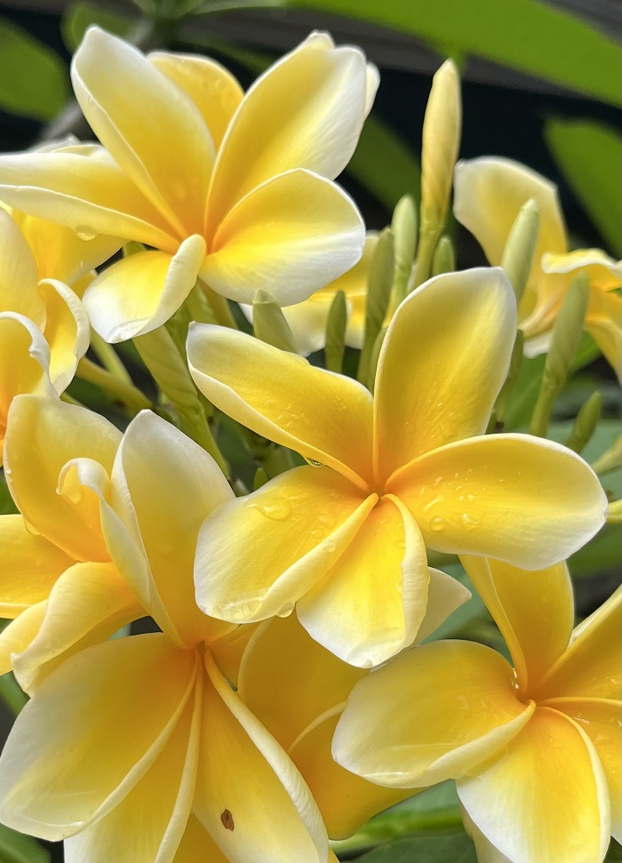 A close-up of multiple Yellow Plumerias in Taiwan