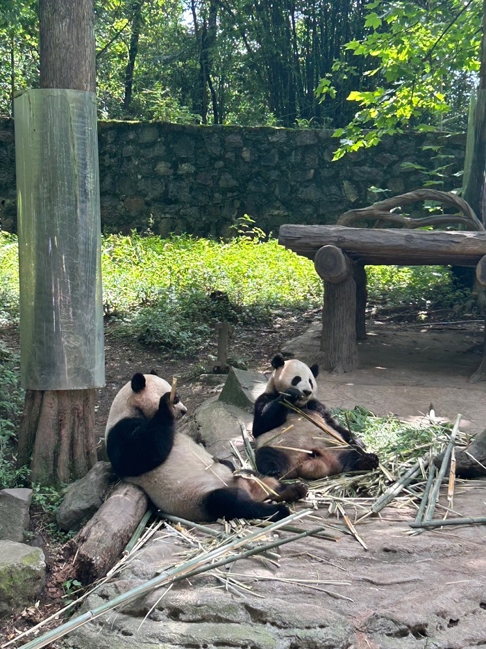 Two giant pandas slouched outdoors eating bamboo on the floor in Chengdu, China 
