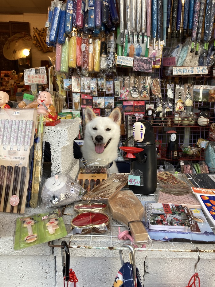 A white dog peeking its head out from a shop with many knick-knacks