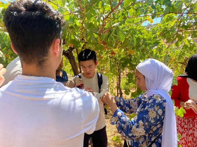 CET Jordan students and their Jordanian neighbors picking grapes in Jerash on a day trip