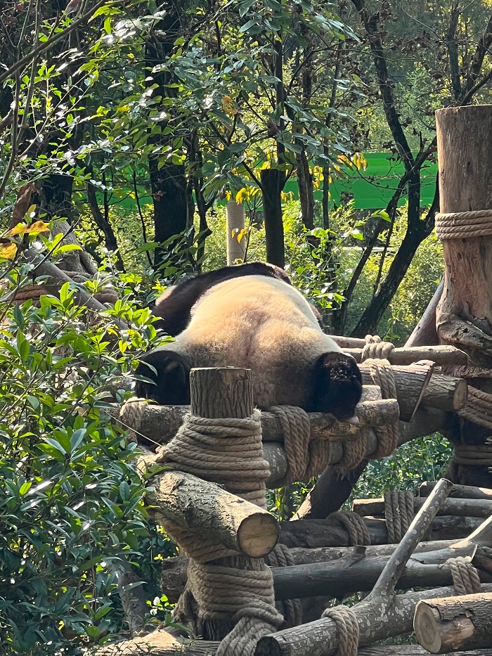 The backside of a panda sunbathing at the Chengdu Panda Research Base