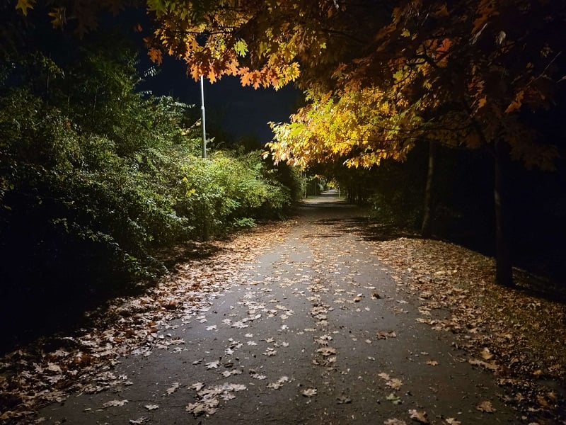 An empty road at night with fall leaves on the floor