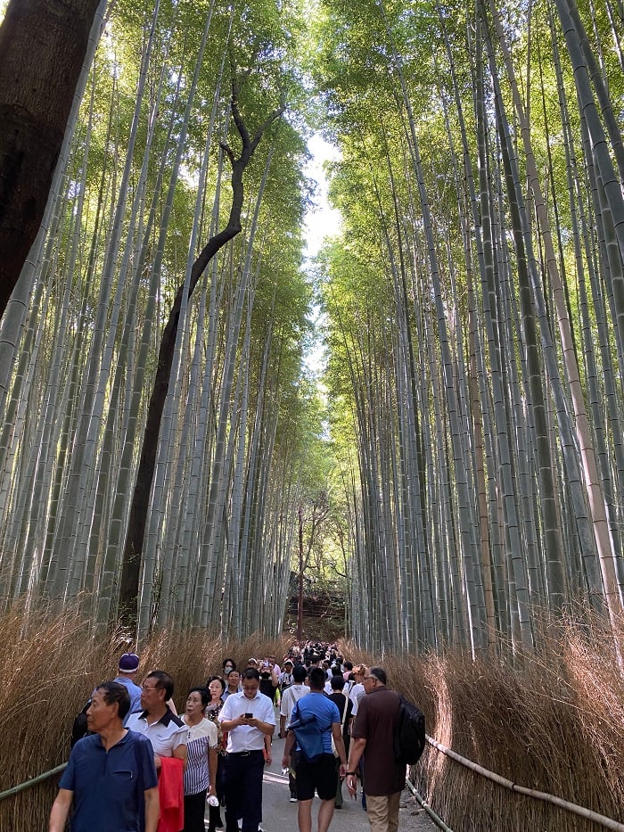 People walking within the narrow path in the Bamboo Forest in Japan